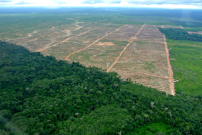 Abholzung in Ucayali (Luftbild)
Foto: Rettet den Regenwald via flickr
CC BY-NC-SA 2.0 Deed