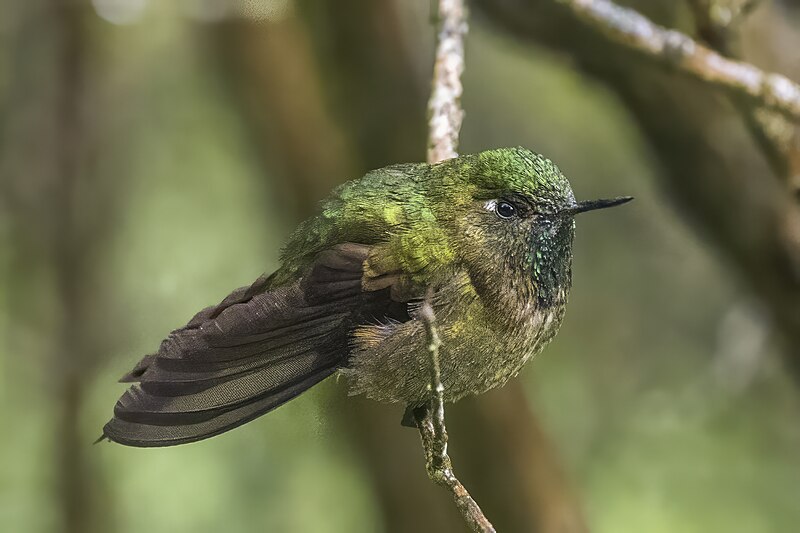 Vogelarten Peru Artenschutz