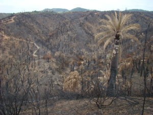 Klimawandel Waldbrände Ökosysteme