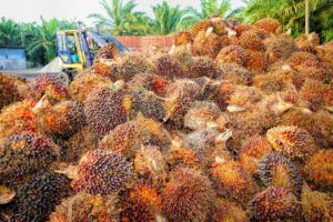 Aus der Frucht der Ölpalme wird das vielseitig einsetzbare Palmöl gewonnen.
Foto: pxhere
CC0 Public Domain
