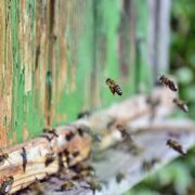 Bienensterben: 15.000 Stöcke betroffen, Glyphosat im Fokus
